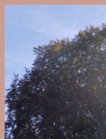 Le hêtre pourpre labellisé du parc Monseigneur Joseph Robert.